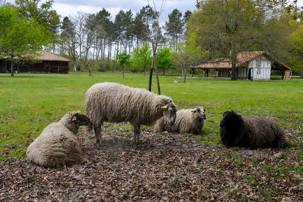 Maison Landaise, Ecomusée de Marquèze, Parc naturel régional des Landes de Gascogne, Sabres, Gironde, 33